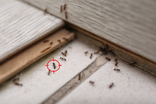 Best Ant Control Services  in Wauseon, OH